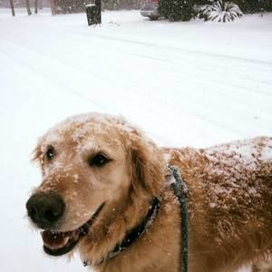 Meet your Posher, Annewyman